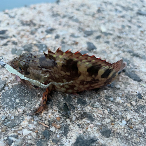 カサゴの釣果