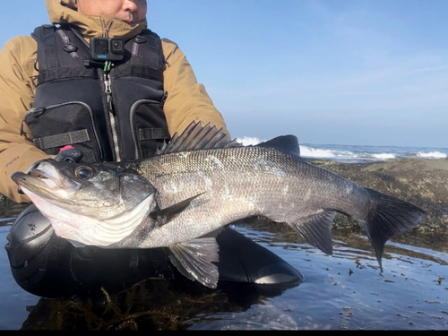 ヒラスズキの釣果