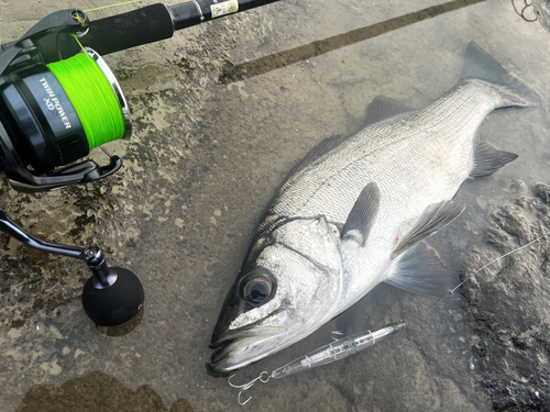 ヒラスズキの釣果