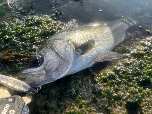 ヒラスズキの釣果