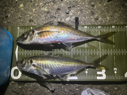 アジの釣果