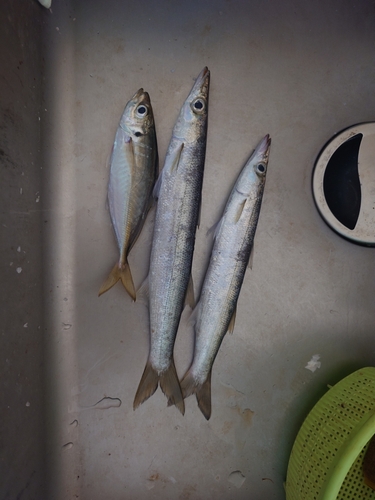 カマスの釣果