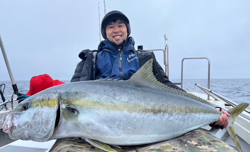 ヒラマサの釣果