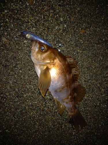 クロメバルの釣果