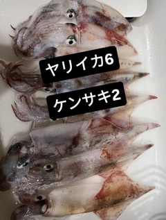 ヤリイカの釣果