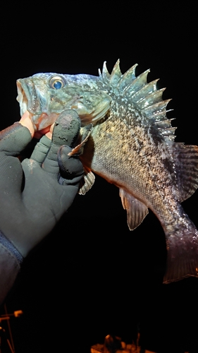 ソイの釣果