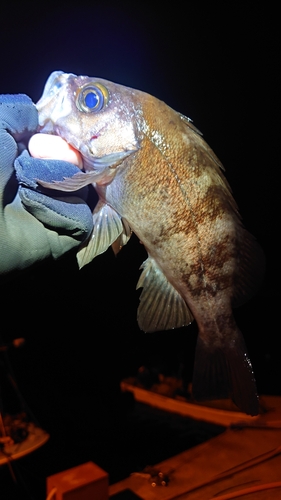 メバルの釣果