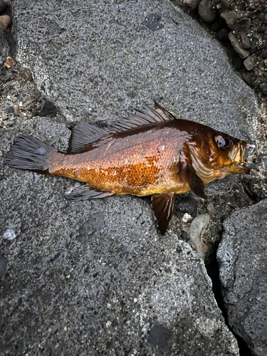 アカメバルの釣果