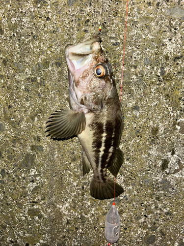 シマゾイの釣果