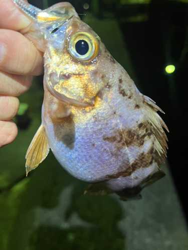 メバルの釣果