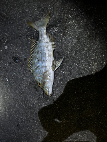 タマンの釣果