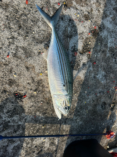 グルクマーの釣果