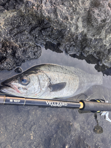 ヒラスズキの釣果