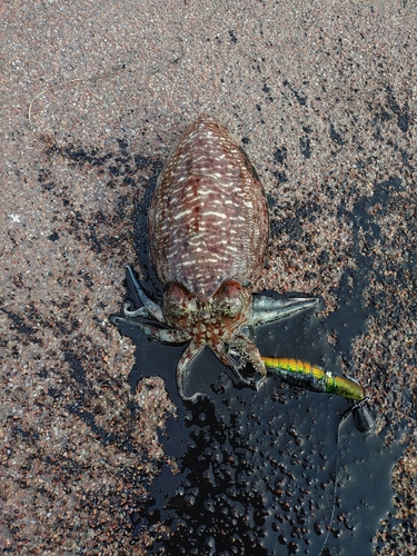 コウイカの釣果