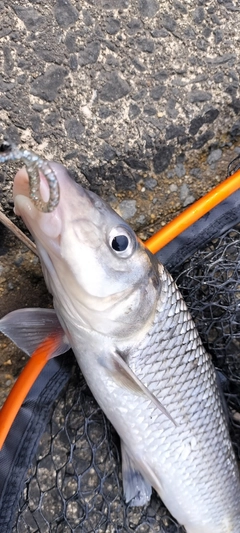 ニゴイの釣果