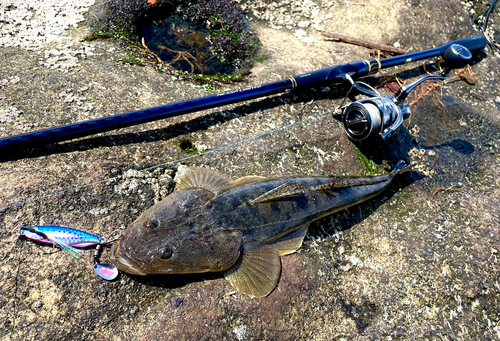 マゴチの釣果