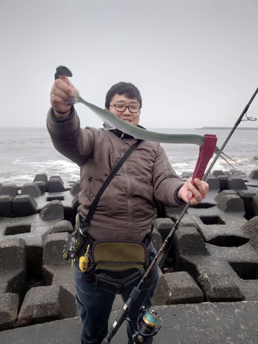 ダツの釣果