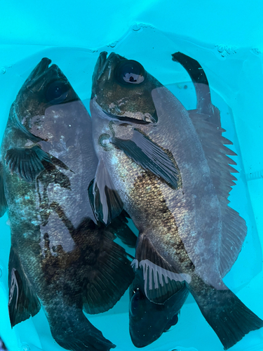 メバルの釣果