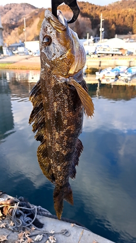 アイナメの釣果