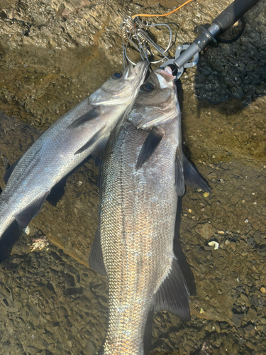 ヒラスズキの釣果