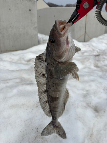 ホッケの釣果