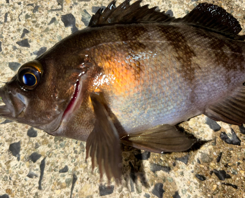 メバルの釣果