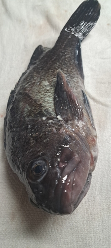 ソイの釣果