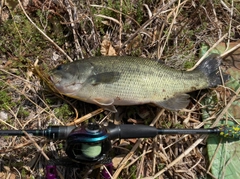 ブラックバスの釣果
