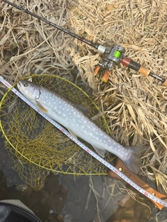 アメマスの釣果