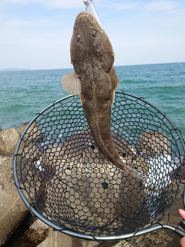 マゴチの釣果