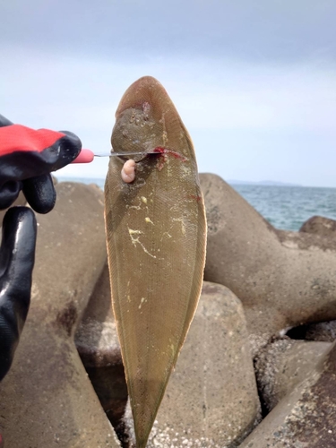 ウシノシタの釣果