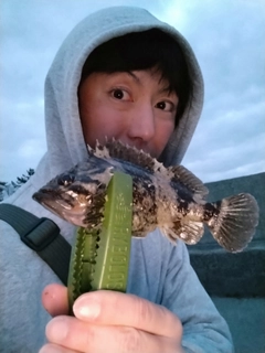 ムラソイの釣果