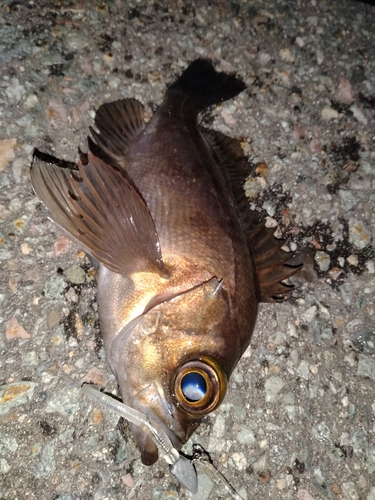 メバルの釣果