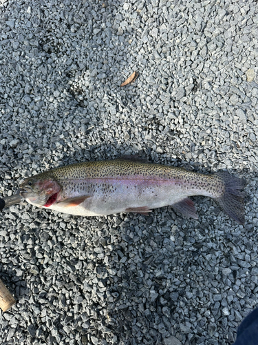 ニジマスの釣果