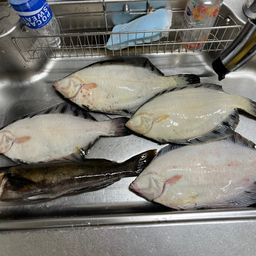 カレイ