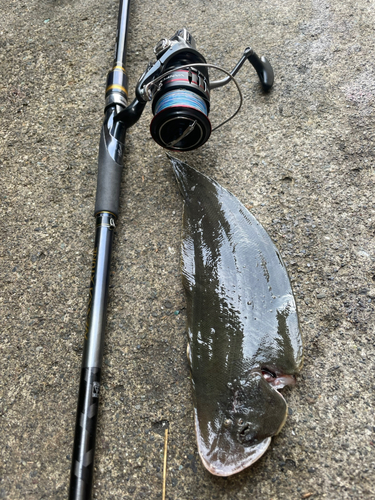 クロウシノシタの釣果