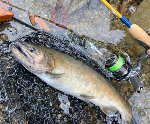 ヤマメの釣果