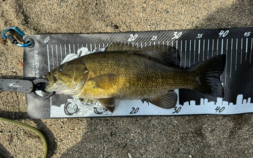 スモールマウスバスの釣果