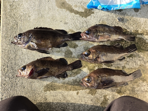 メバルの釣果