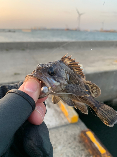 クロソイの釣果