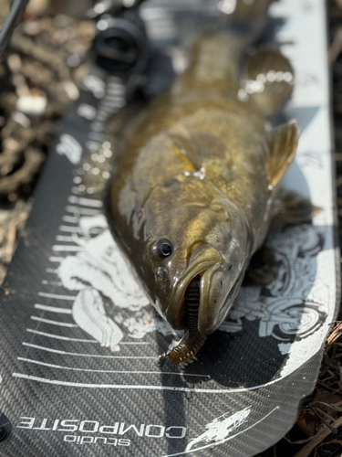 スモールマウスバスの釣果