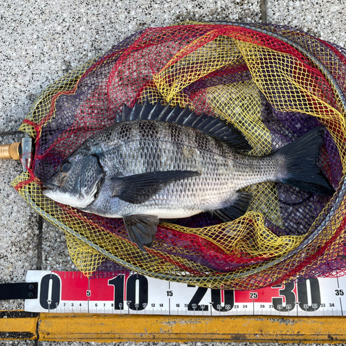 クロダイの釣果