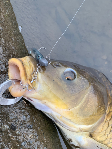 コイの釣果