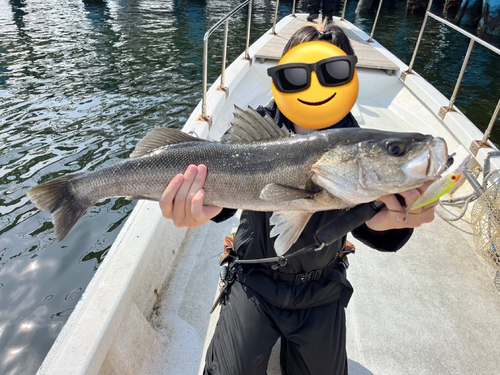 セイゴ（マルスズキ）の釣果