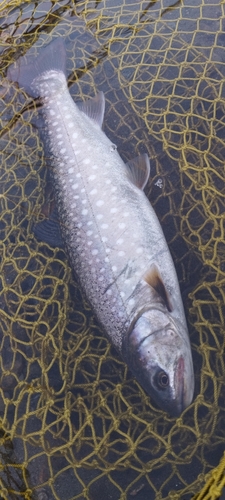 アメマスの釣果