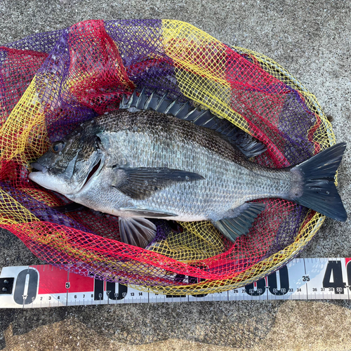 クロダイの釣果