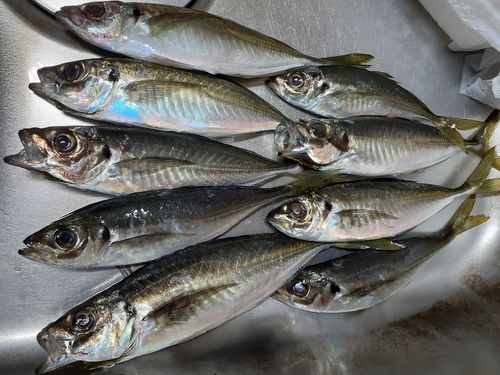 アジの釣果