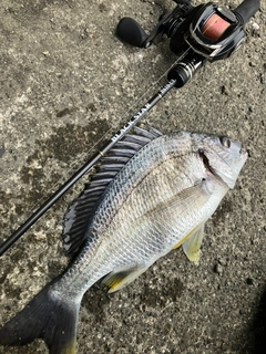 キビレの釣果