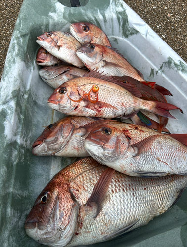 マダイの釣果