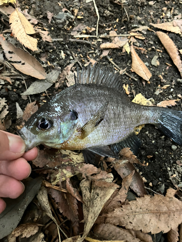 ブルーギルの釣果